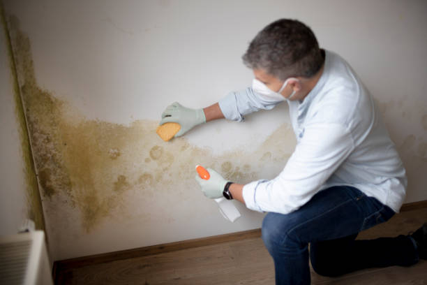 Best Air Quality Testing for Mold Spores  in Spencerville, MD