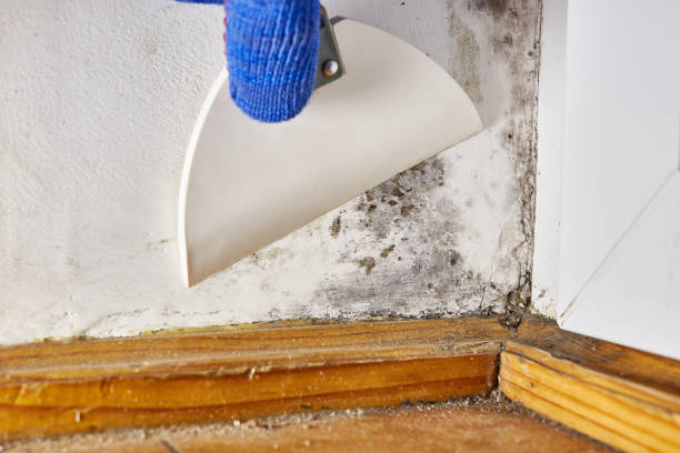 Best Biohazard Mold Removal  in Spencerville, MD